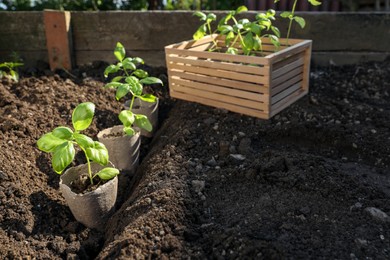 Photo of Beautiful seedlings in peat pots on soil outdoors. Space for text