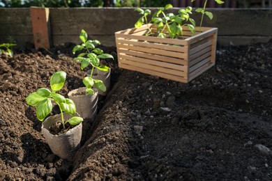 Beautiful seedlings in peat pots on soil outdoors. Space for text