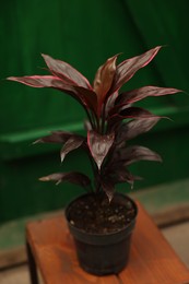 Photo of Potted cordyline flower on wooden stand in greenhouse