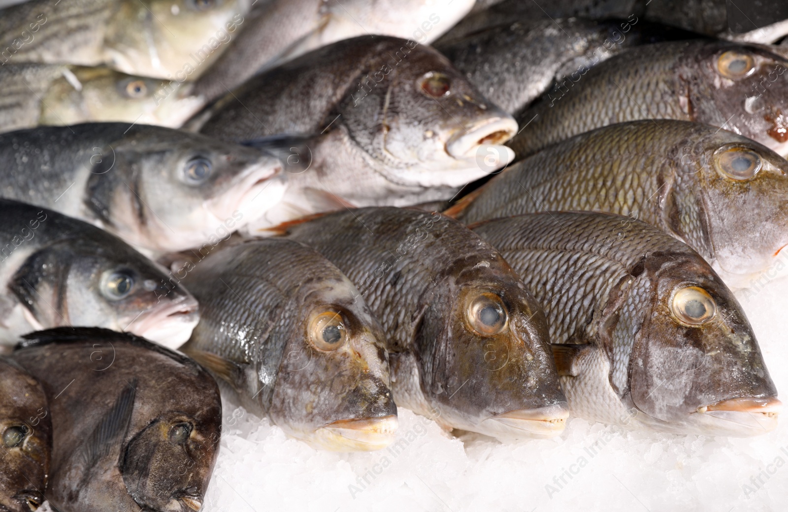 Photo of Different types of fresh fish on ice in supermarket, closeup