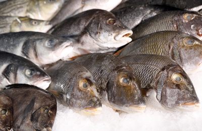 Different types of fresh fish on ice in supermarket, closeup