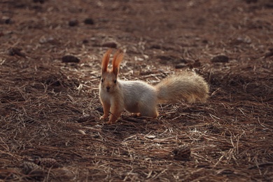 Cute red squirrel on ground in forest