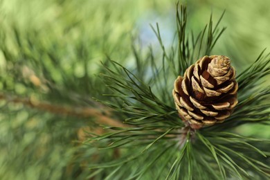 Photo of Pine branch with cone on blurred background, closeup. Space for text