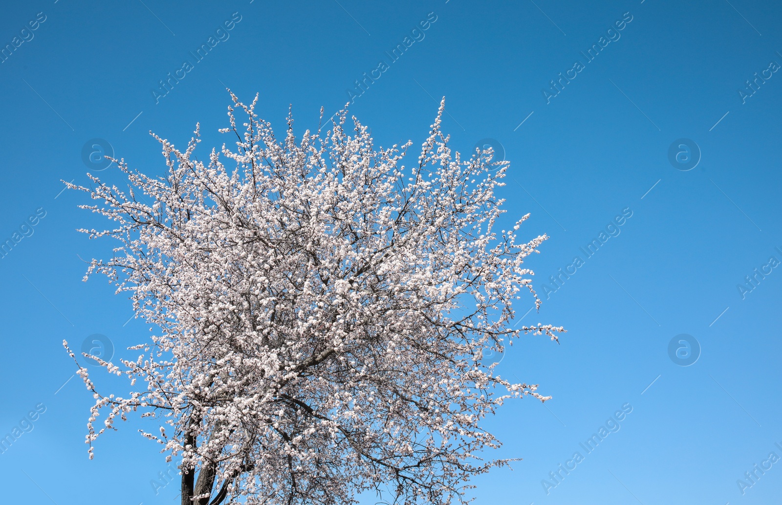 Photo of Beautiful blossoming apricot tree on sunny day outdoors. Springtime