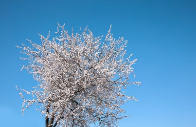 Photo of Beautiful blossoming apricot tree on sunny day outdoors. Springtime