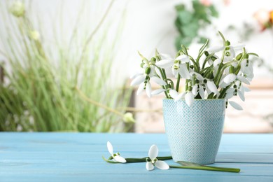 Photo of Beautiful snowdrops in cup on turquoise wooden table. Space for text