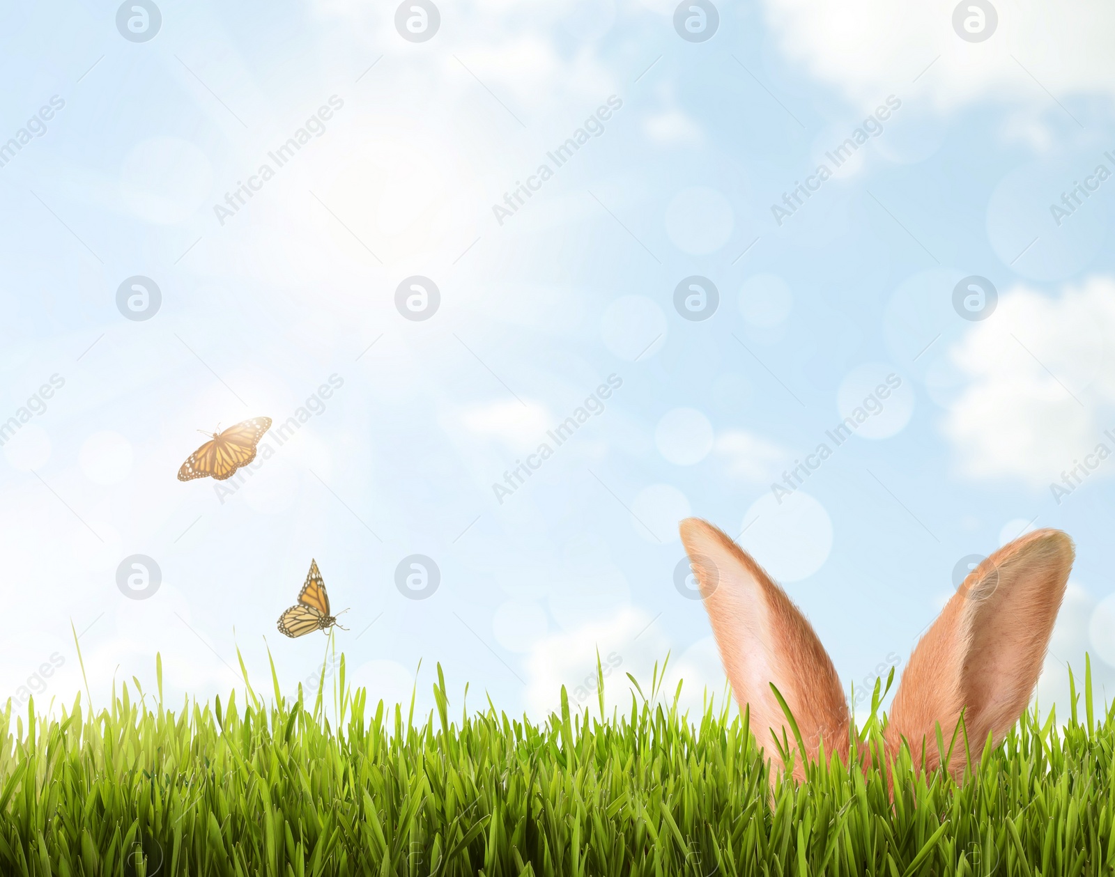 Image of Cute Easter bunny hiding in green grass outdoors, space for text 