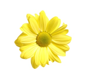 Beautiful yellow chamomile flower on white background