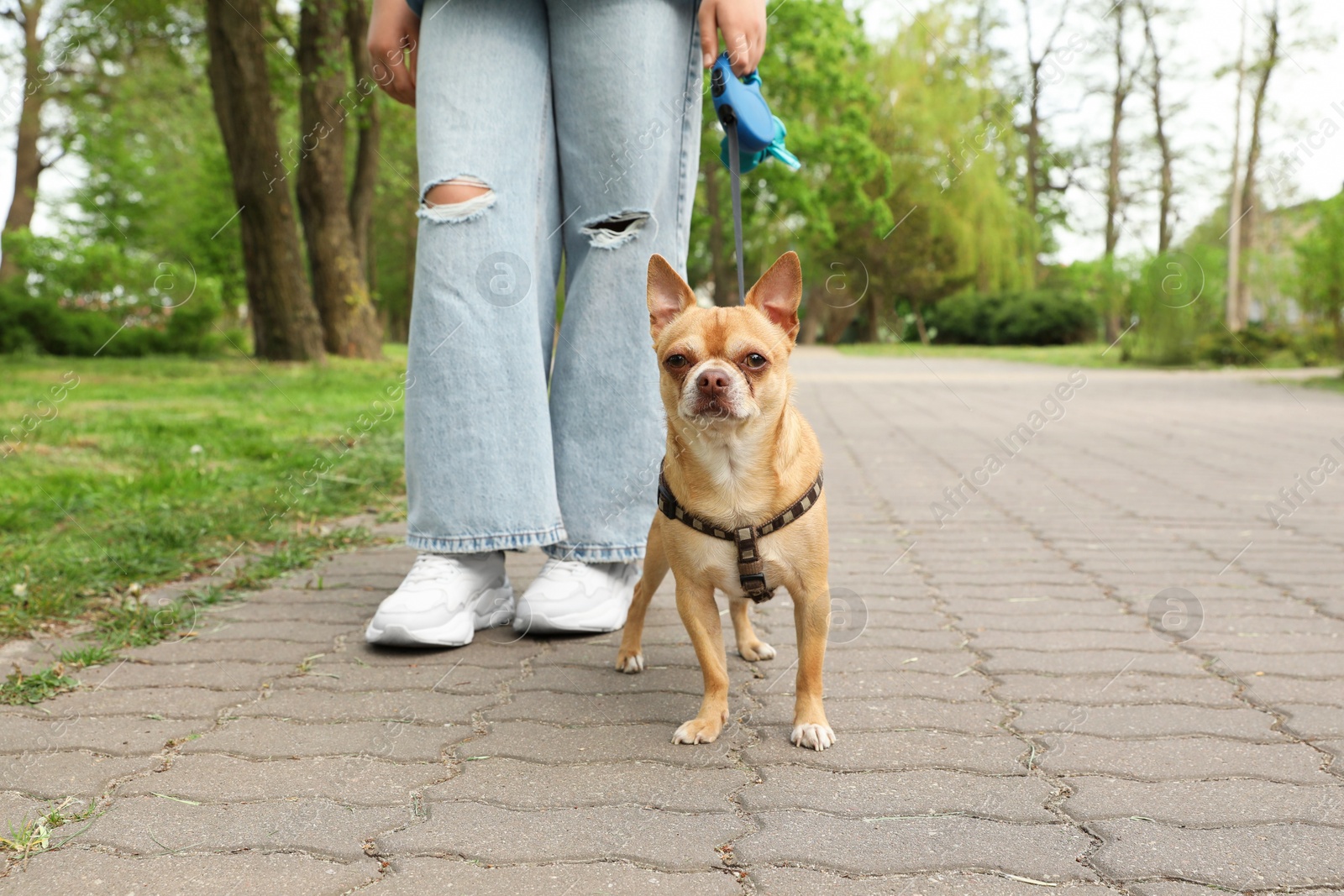 Photo of Owner walking with her chihuahua dog in park, closeup