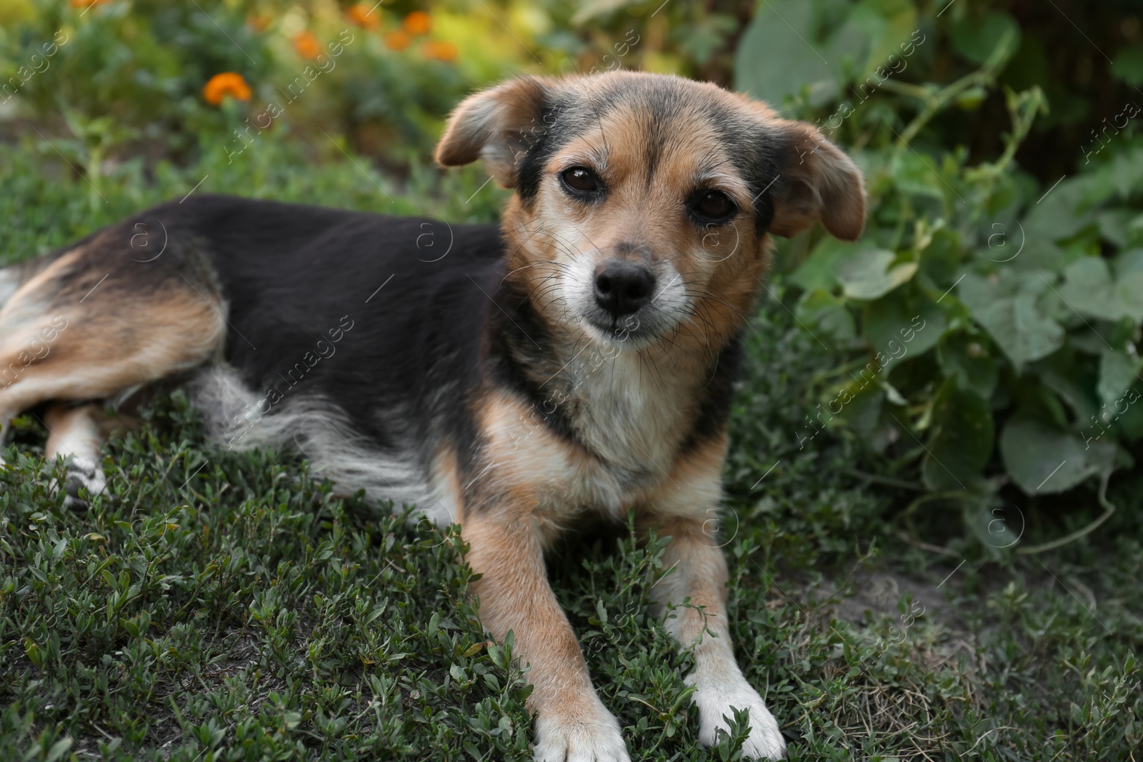 Photo of Cute dog lying on green grass outdoors