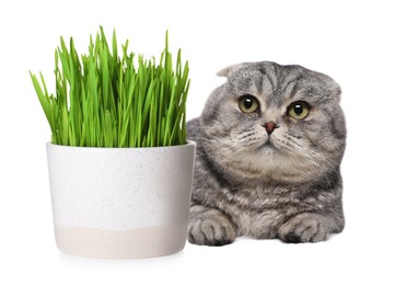 Adorable cat and ceramic pot with fresh green grass on white background