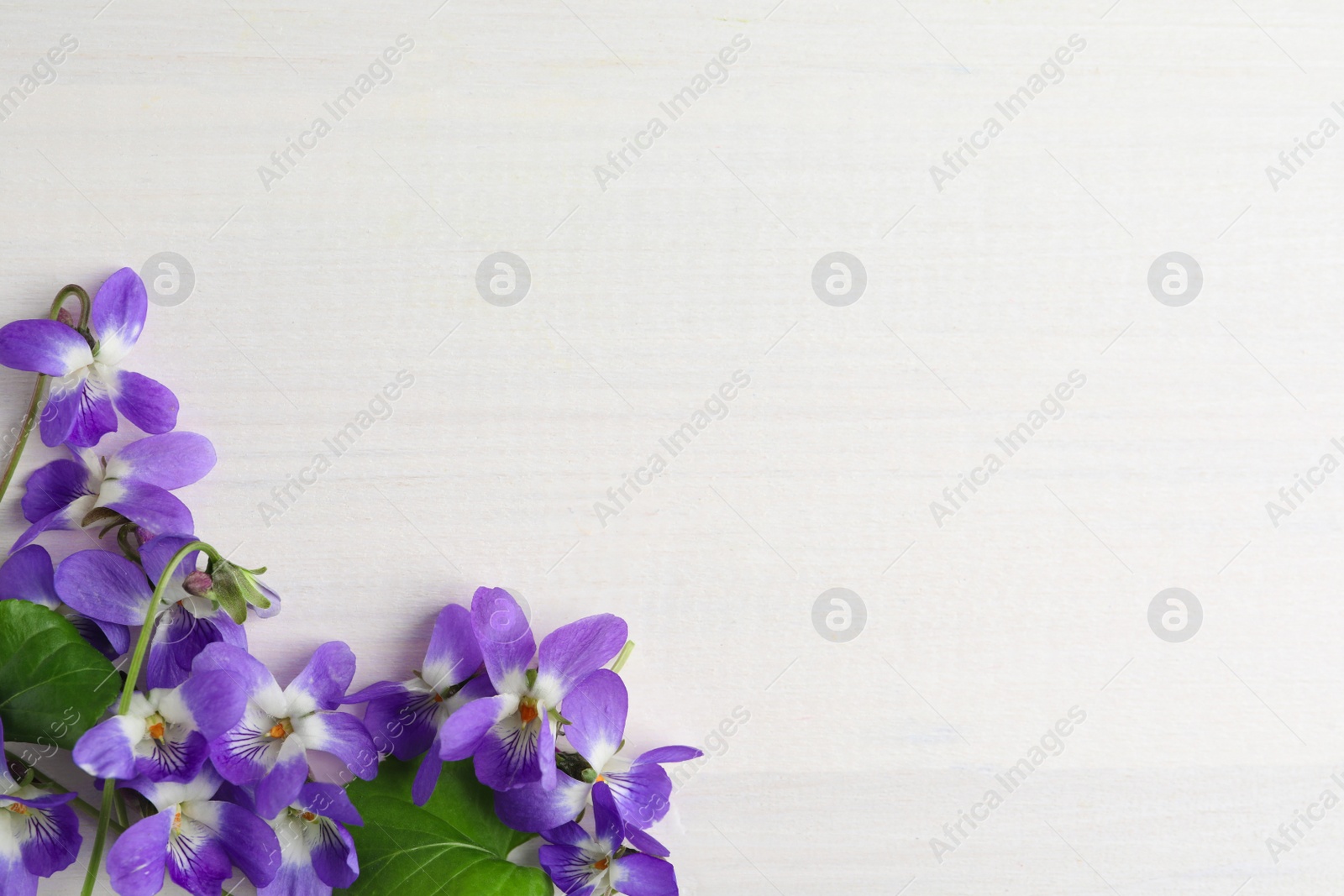 Photo of Beautiful wild violets and space for text on white wooden table, flat lay. Spring flowers