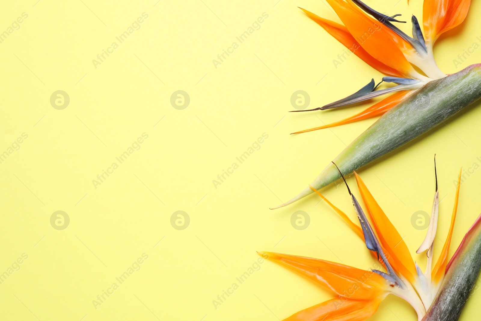 Photo of Flat lay composition with Bird of Paradise tropical flowers on yellow background, space for text