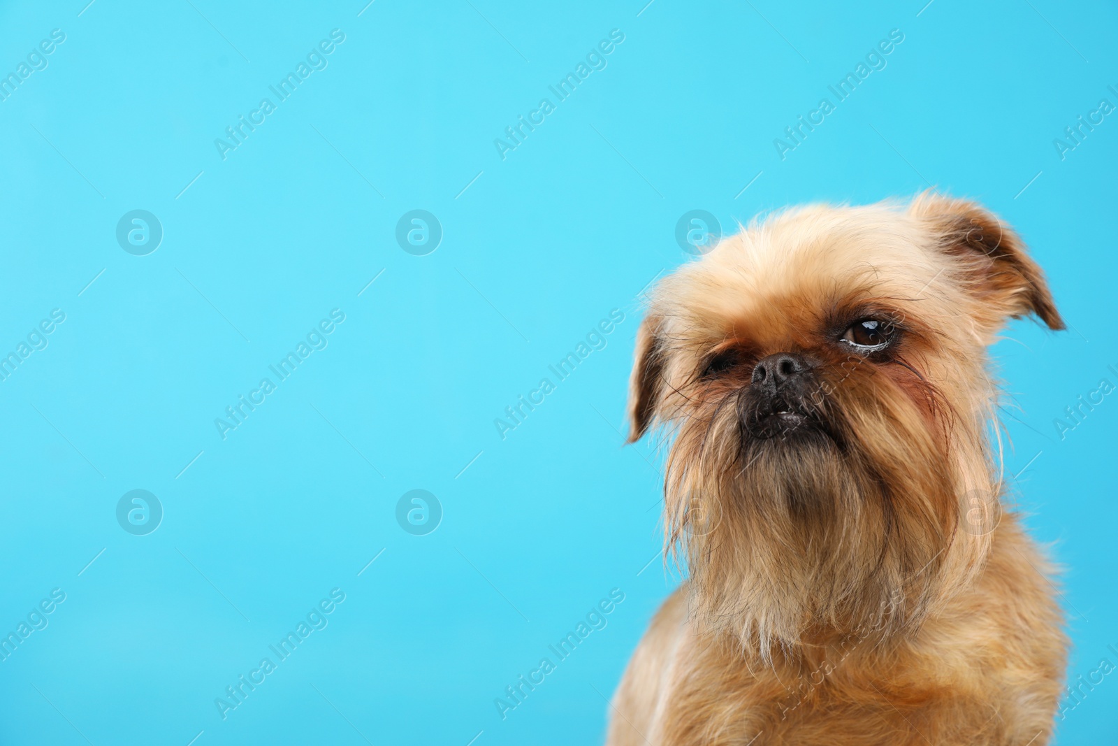 Photo of Studio portrait of funny Brussels Griffon dog looking into camera on color background. Space for text