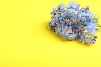 Photo of Beautiful forget-me-not flowers on color background, space for text