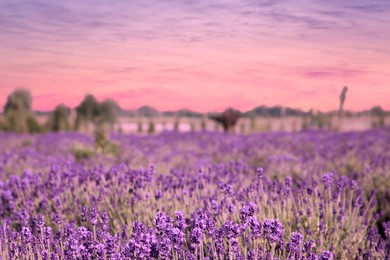 Beautiful lavender meadow under sunset sky, selective focus