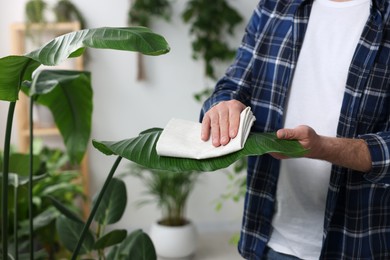 Man wiping leaves of beautiful potted houseplants with cloth indoors, closeup