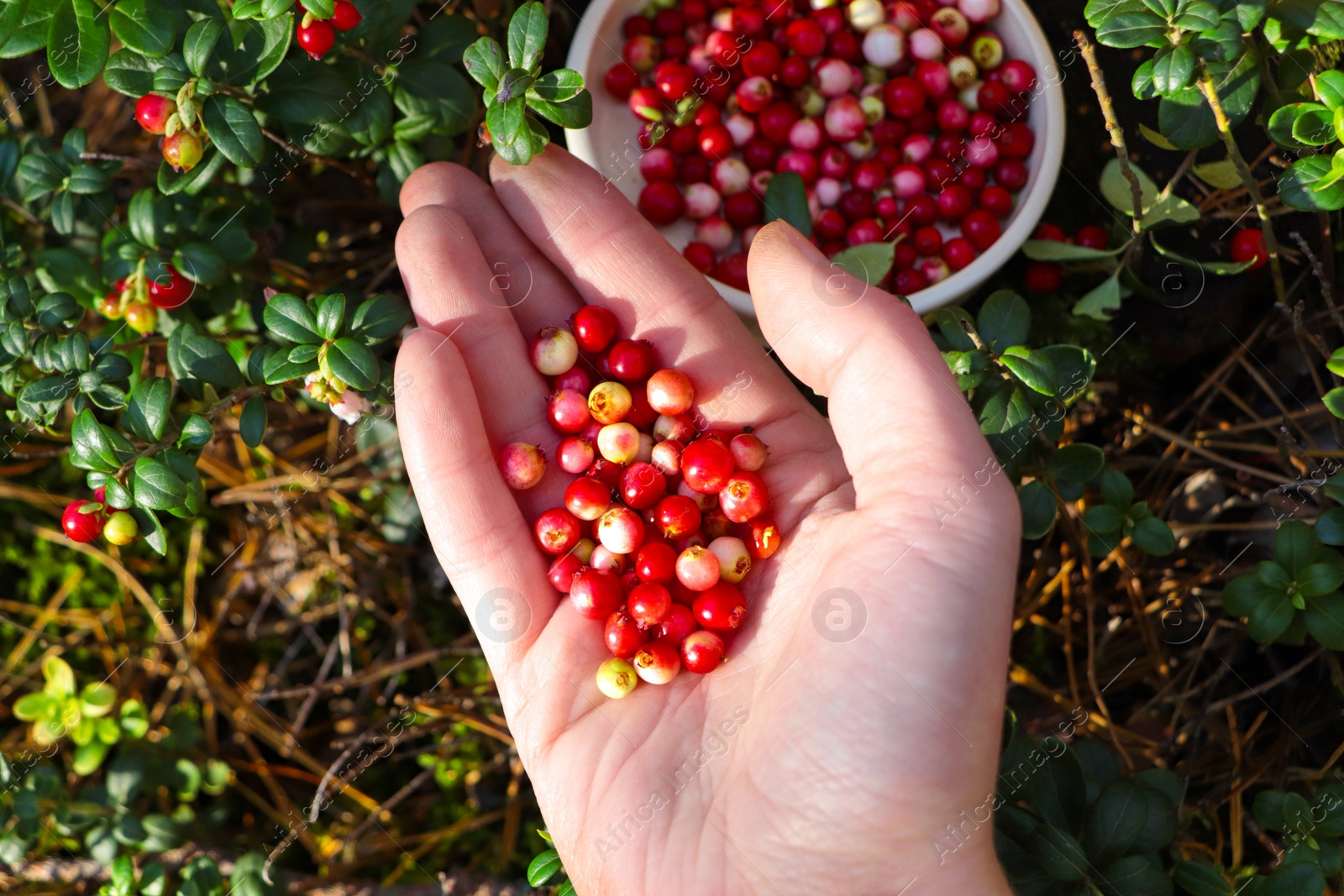 Photo of Woman picking ripe red lingonberries outdoors, top view