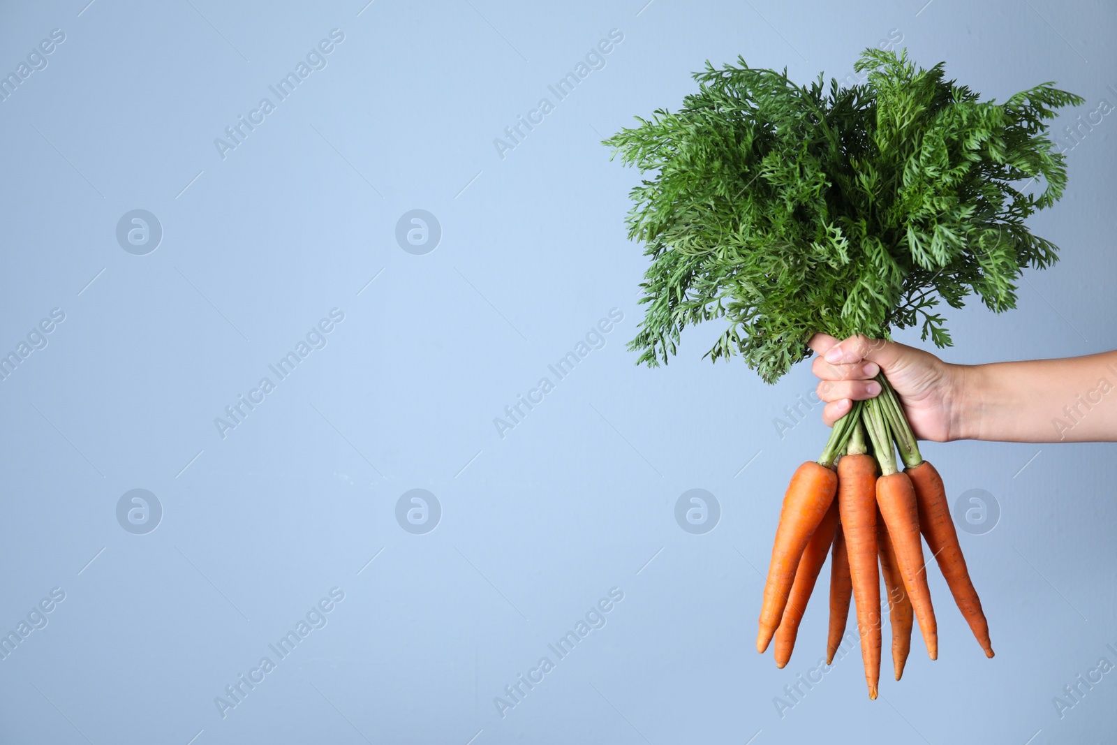 Photo of Woman holding ripe carrots on light blue background, closeup. Space for text