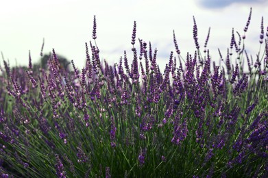 Beautiful blooming lavender plants growing in field