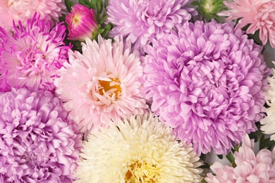 Photo of Beautiful aster flowers as background, closeup view