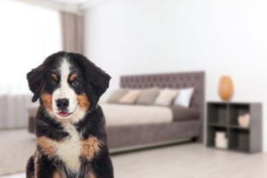 Cute dog in room, space for text. Pet friendly hotel