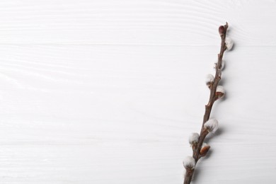 Photo of Beautiful willow branch with fuzzy catkins on white wooden table, top view. Space for text