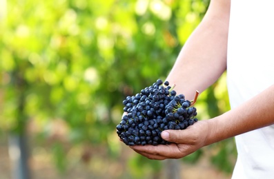 Photo of Man holding bunches of fresh ripe juicy grapes in vineyard, closeup