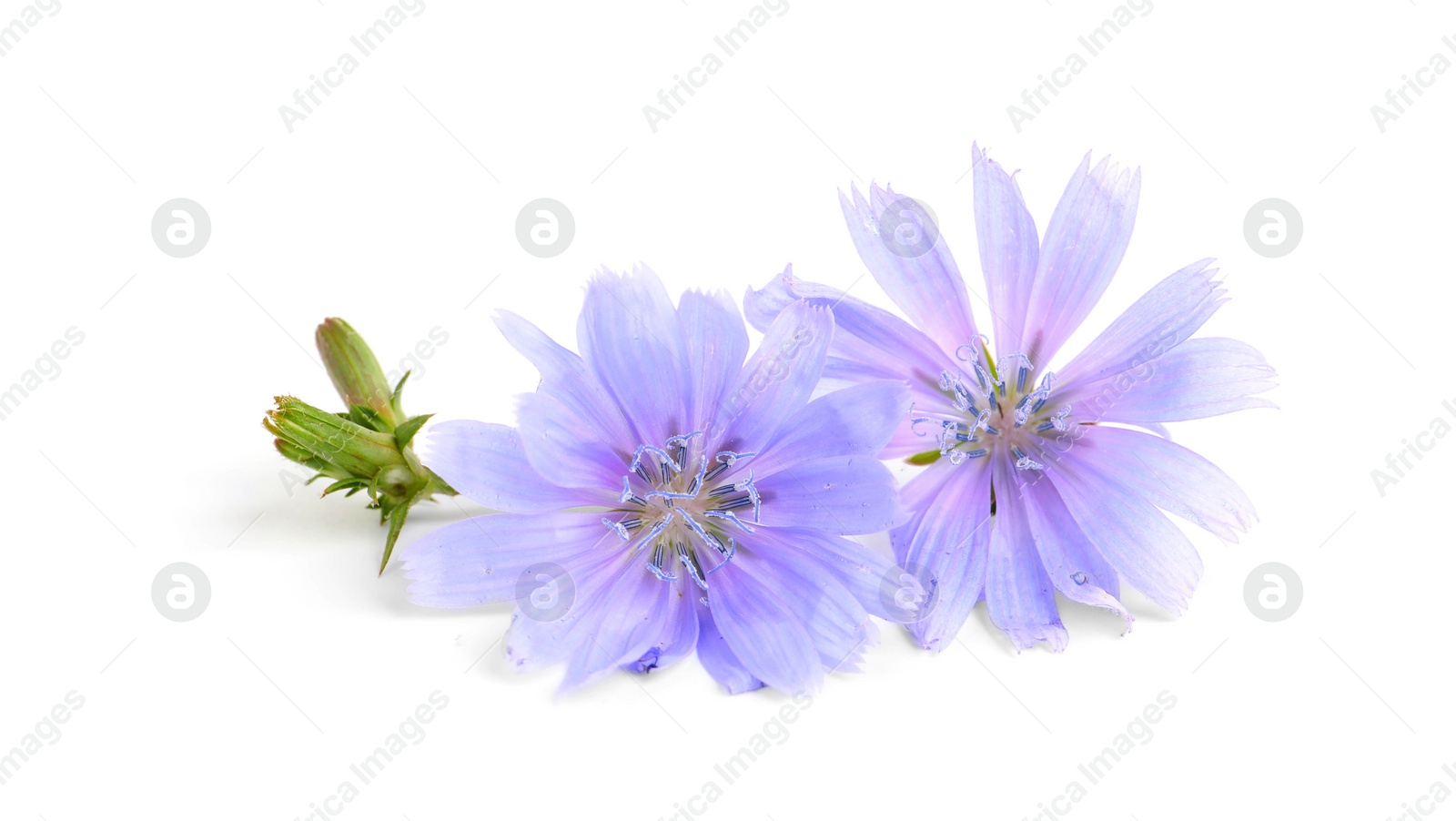 Photo of Beautiful tender chicory flowers on white background