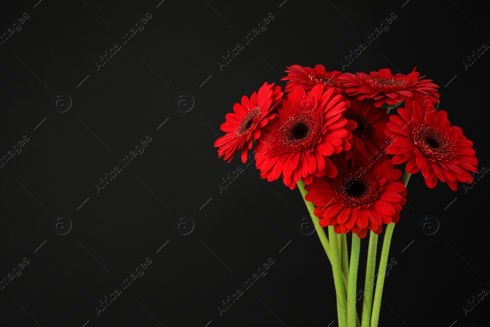 Photo of Bouquet of beautiful red gerbera flowers on black background. Space for text