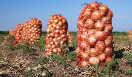 Photo of Mesh bags of onions in field on sunny day