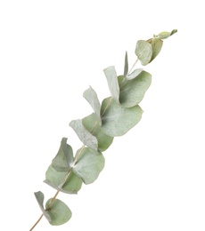 Photo of Eucalyptus branch with fresh leaves on white background