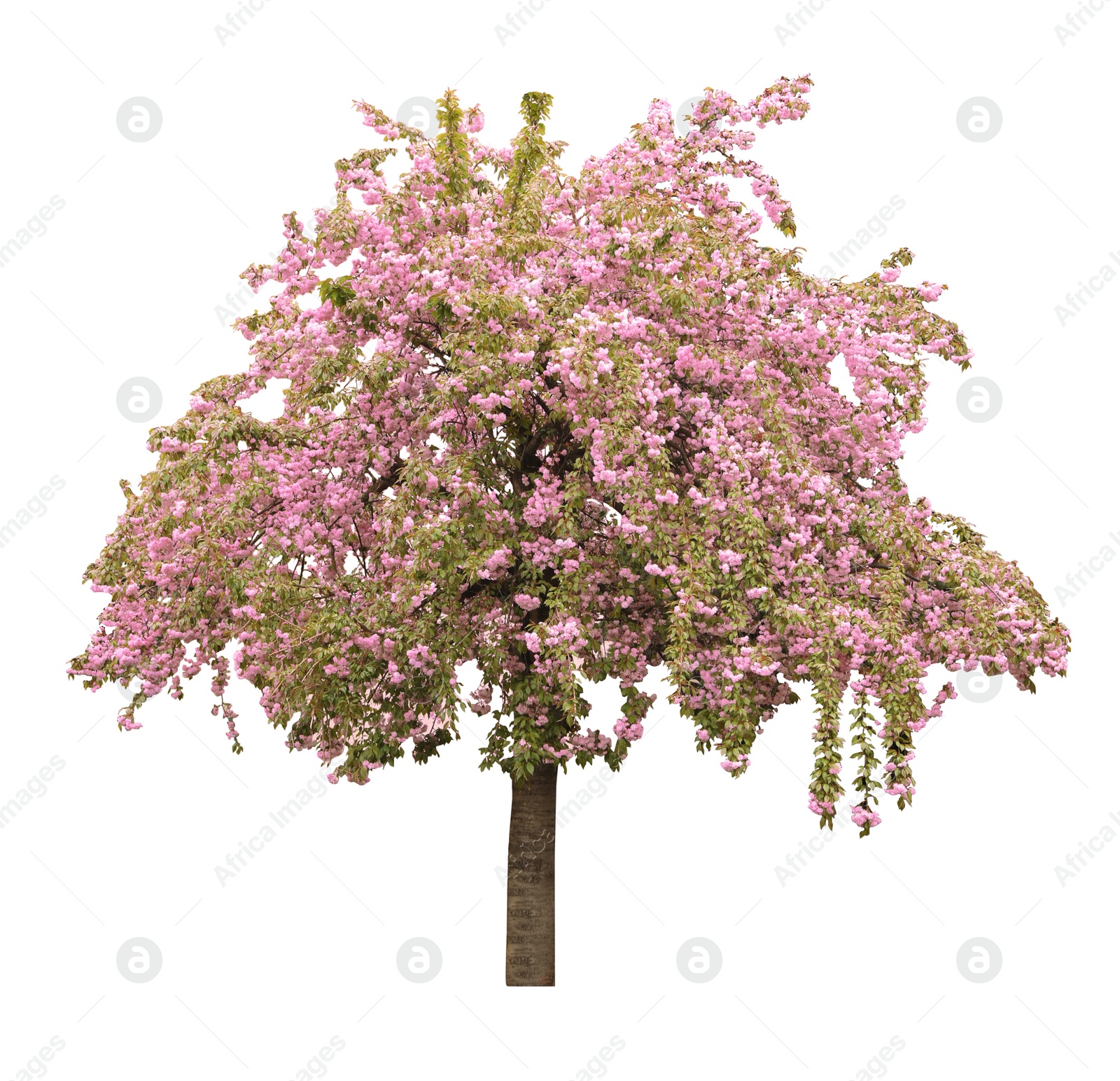 Image of Beautiful blossoming sakura tree on white background