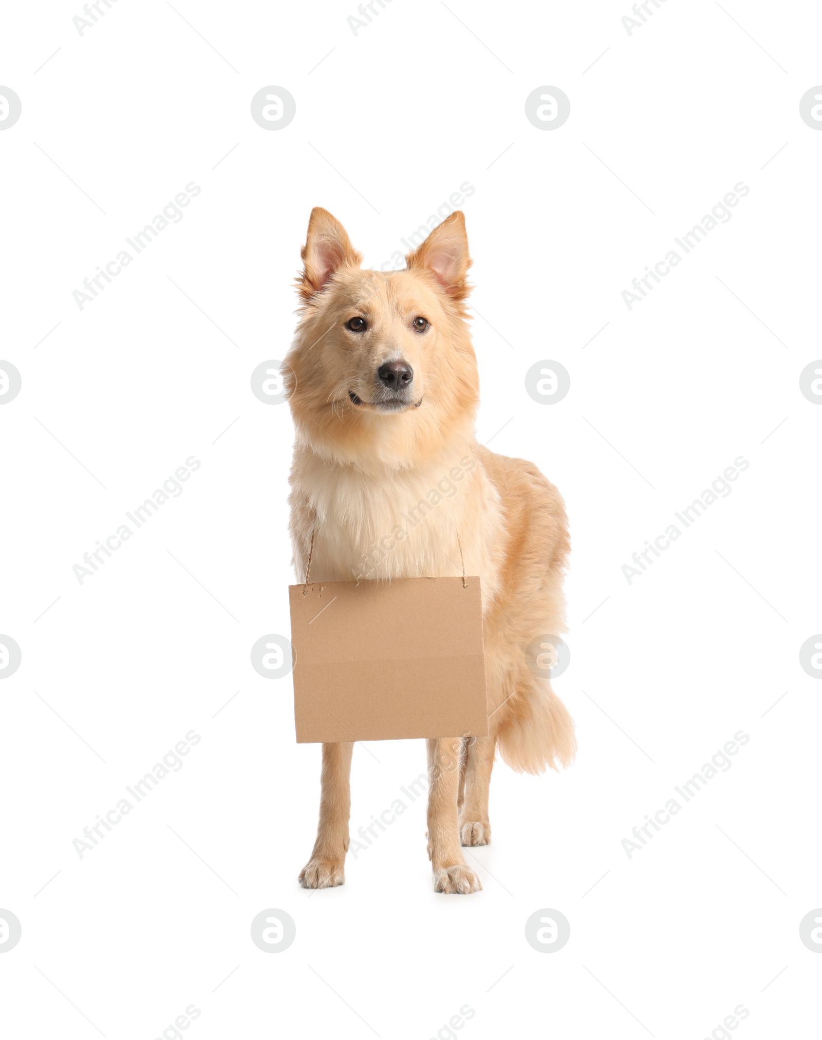 Photo of Lost dog with blank cardboard sign on white background. Homeless pet