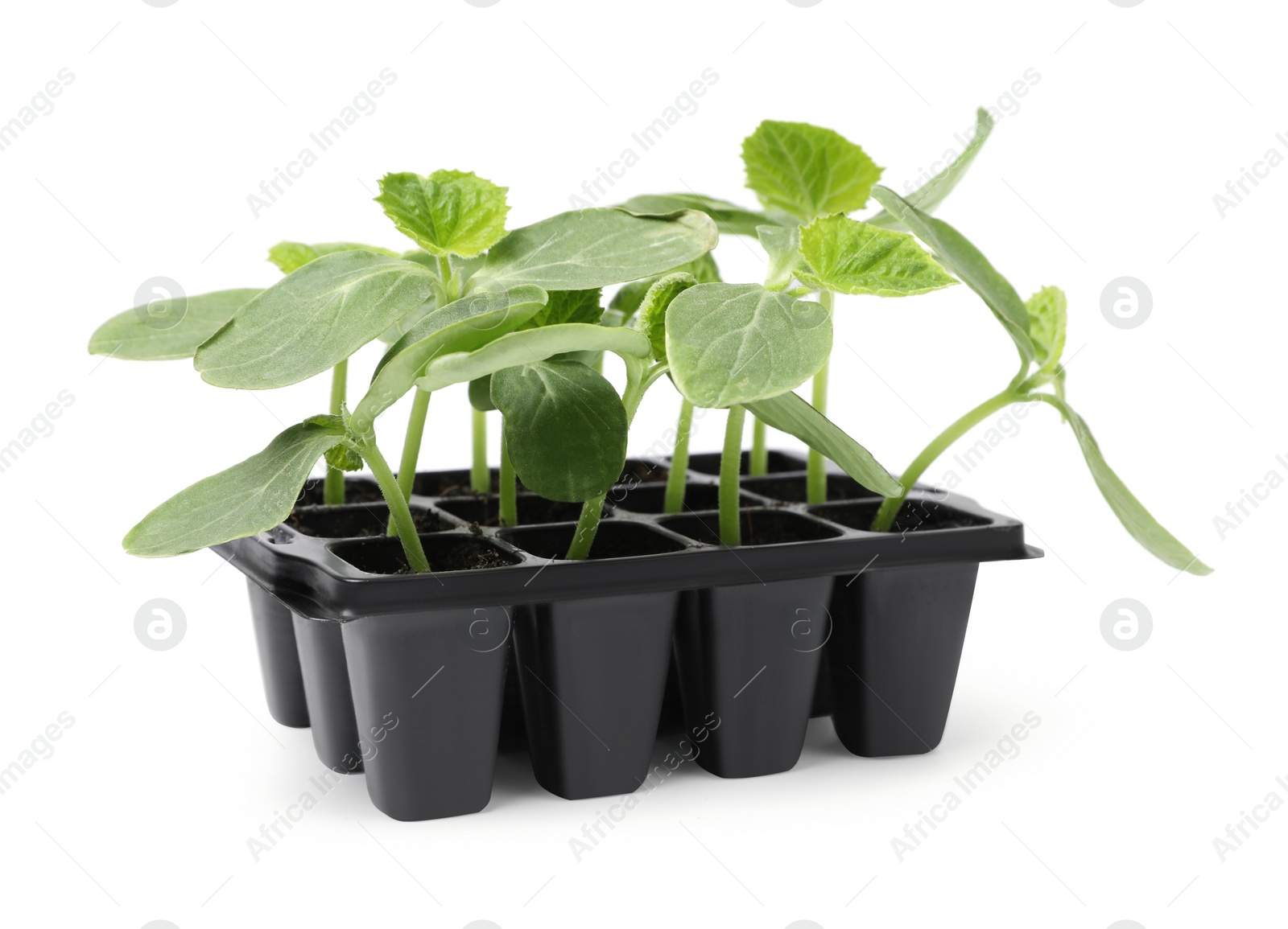 Photo of Seedlings growing in plastic container with soil isolated on white. Gardening season