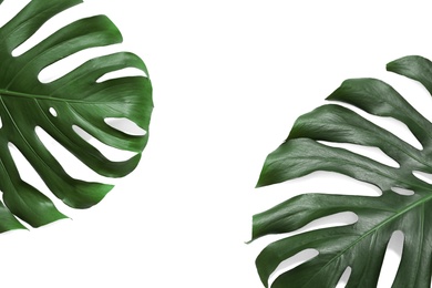 Green fresh monstera leaves on white background, top view. Tropical plant