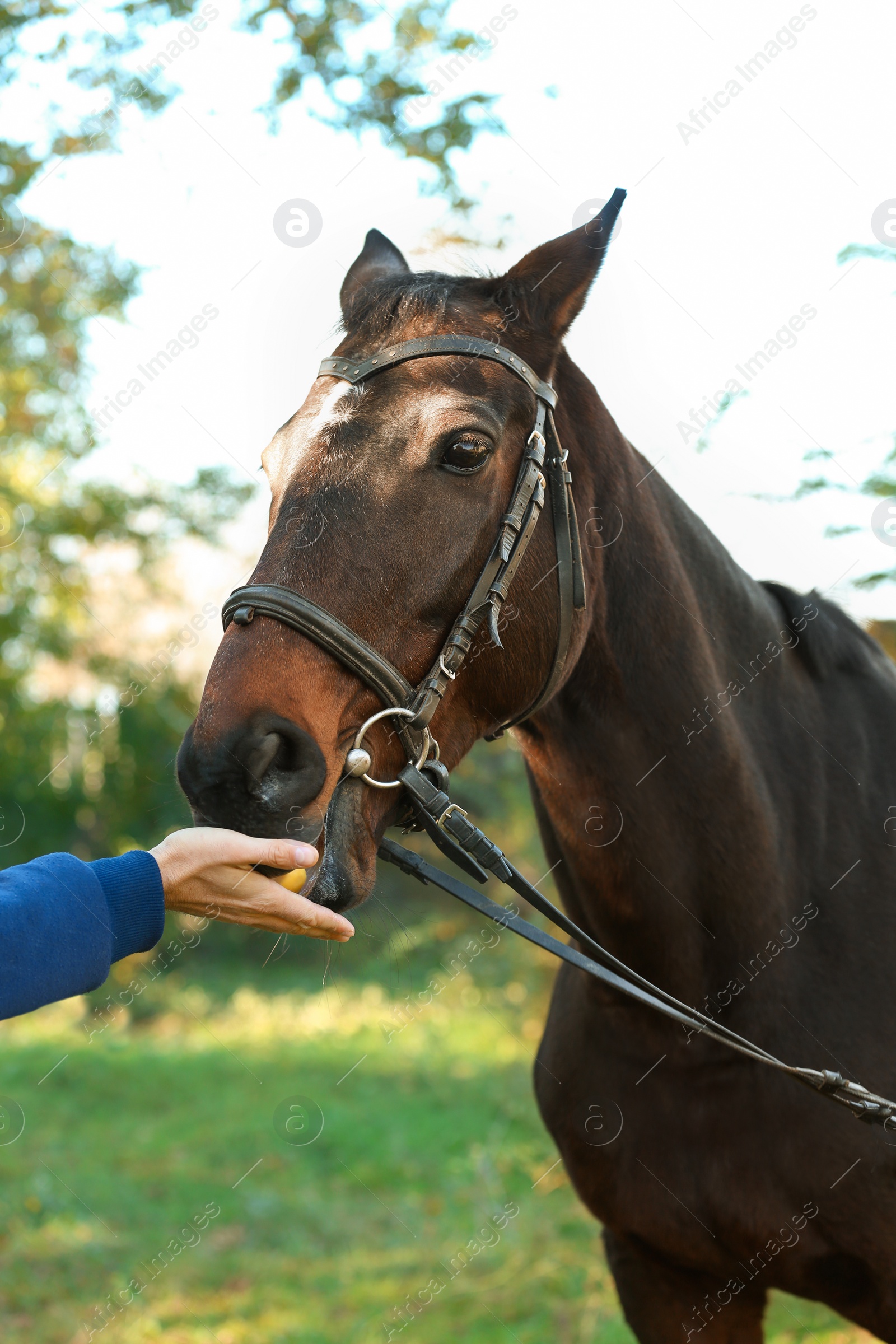 Photo of Woman feeding beautiful brown horse in bridle outdoors