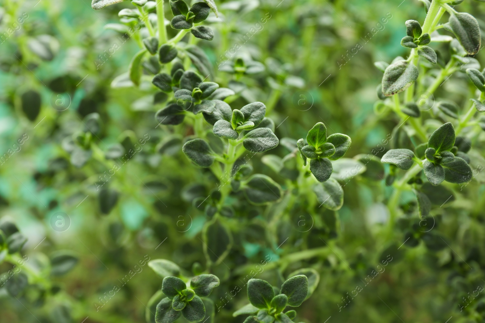 Photo of Aromatic fresh green thyme as background, closeup