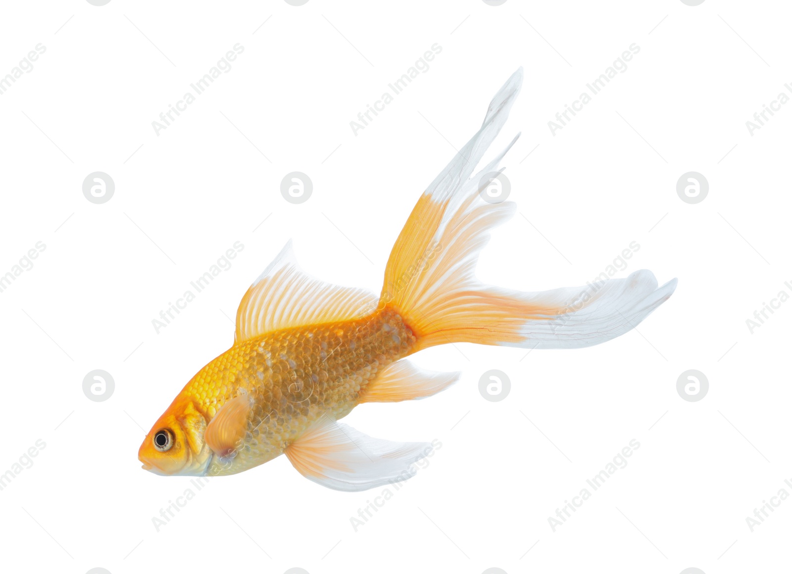 Photo of Beautiful bright small goldfish isolated on white