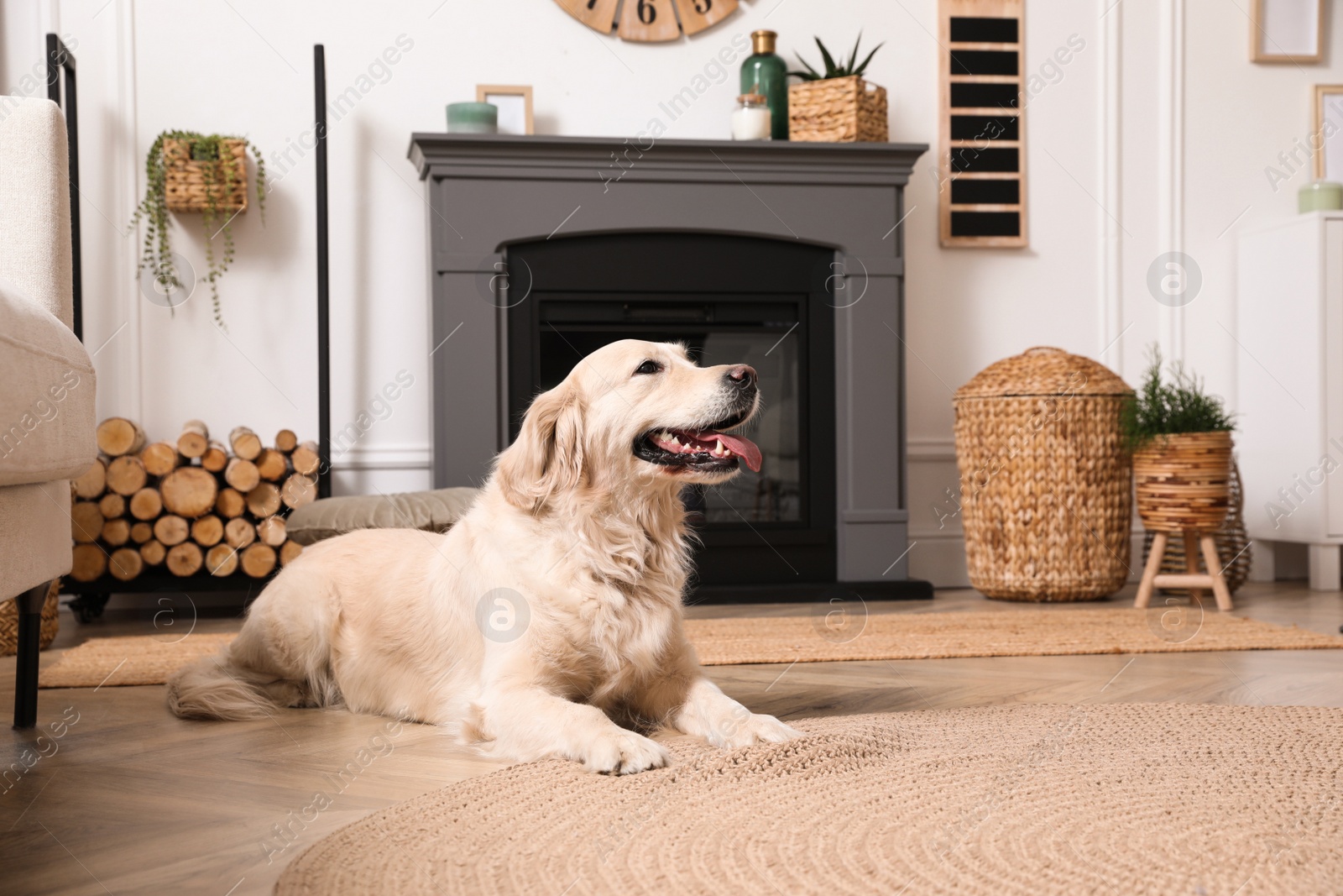 Photo of Adorable Golden Retriever dog on floor near electric fireplace indoors