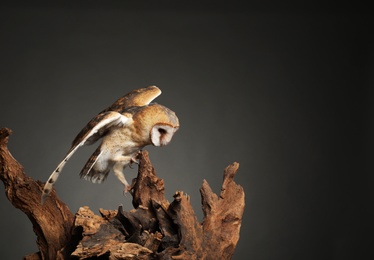 Photo of Beautiful common barn owl on tree against grey background. Space for text