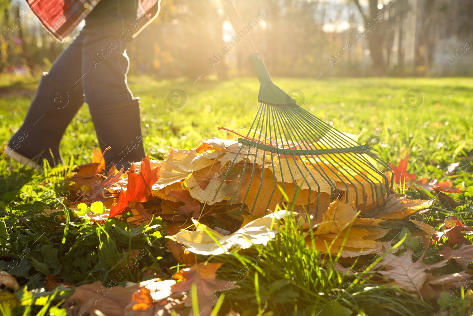 Photo of Woman raking fall leaves in park, closeup