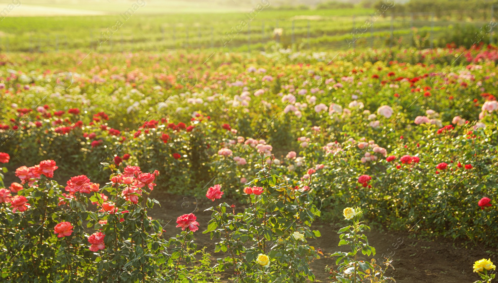 Photo of Bushes with beautiful roses outdoors on sunny day