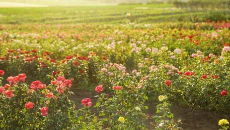 Bushes with beautiful roses outdoors on sunny day