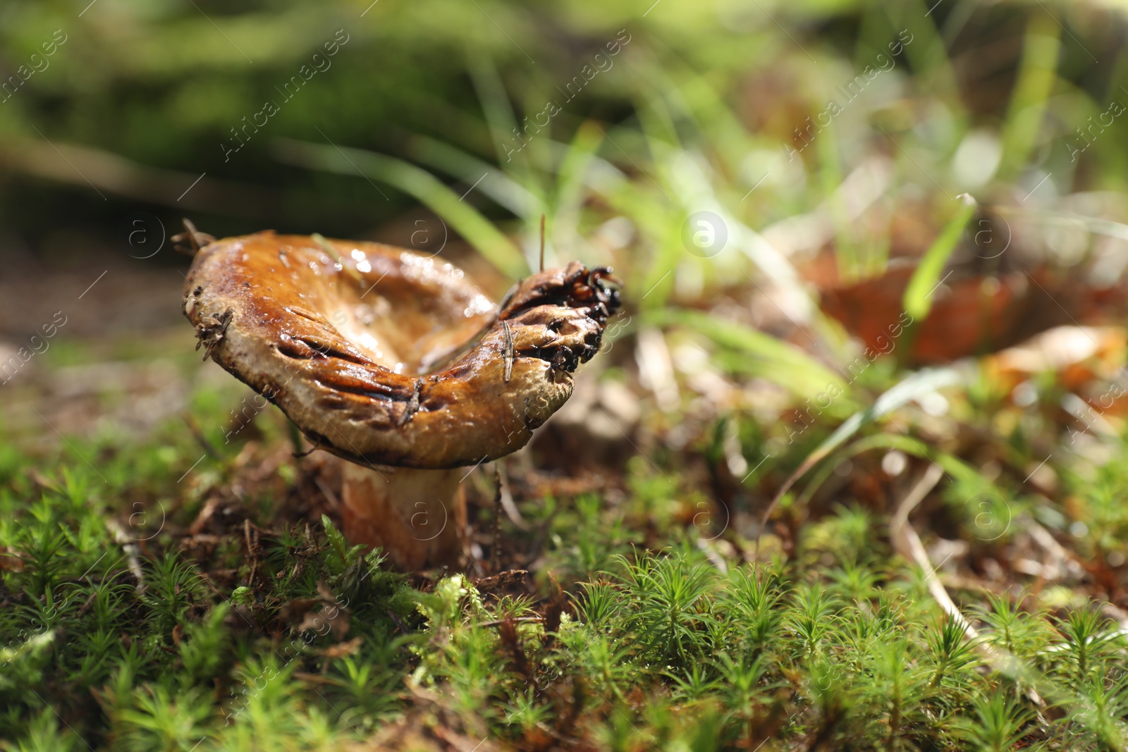 Photo of One poisonous mushroom growing in forest, closeup. Space for text