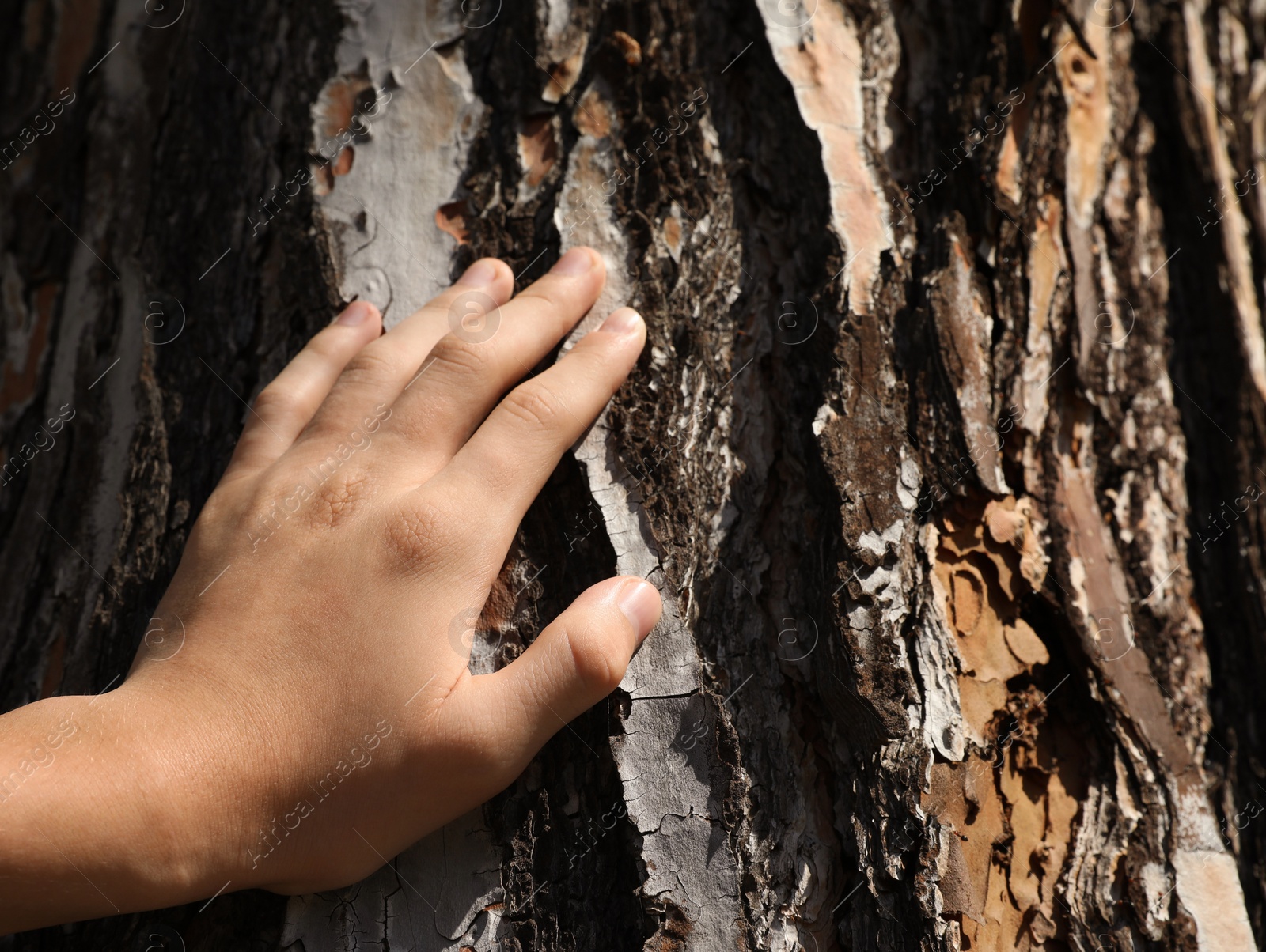 Photo of Boy touching tree trunk outdoors on sunny day, closeup