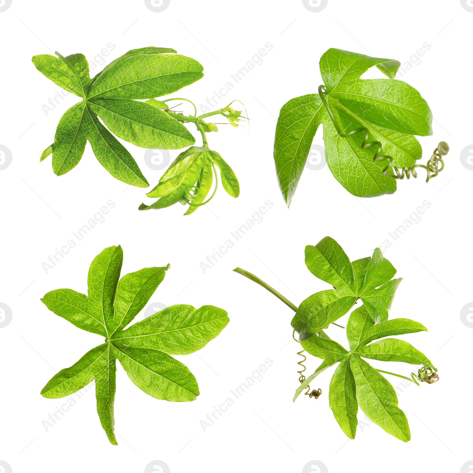 Image of Set with Passiflora plant (passion fruit) leaves on white background 