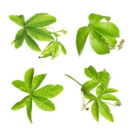 Set with Passiflora plant (passion fruit) leaves on white background 