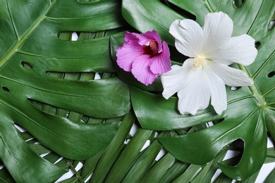 Photo of Tropical Hibiscus flowers on leaves, top view