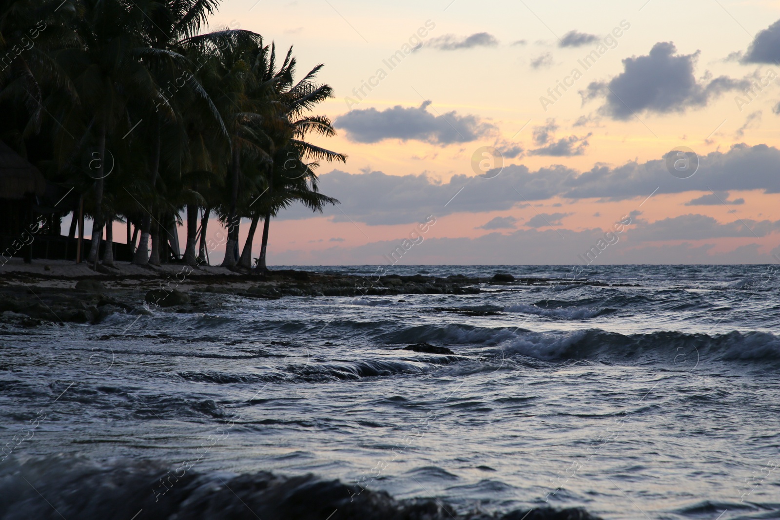 Photo of Picturesque view of sea and tropical palms under sky lit by sunset